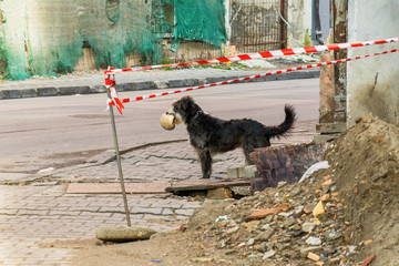 A street dog is playing with a drilled ball