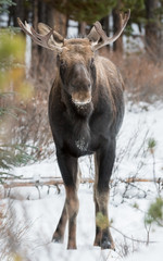 Fototapeta na wymiar Moose in Jasper, Alberta
