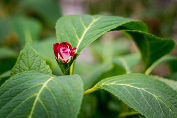 Decorative red rose on big green leaves