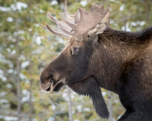 Moose in Jasper, Alberta