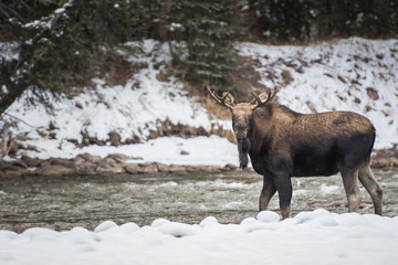 Moose in Jasper, Alberta