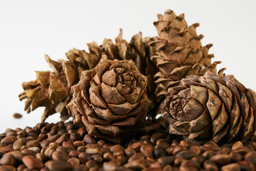 Pine nuts and ripe pine cones