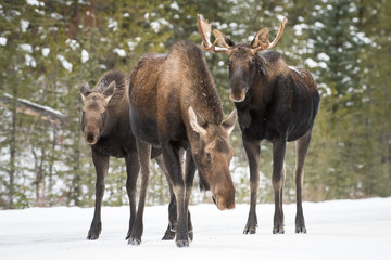 Moose in Jasper, Alberta