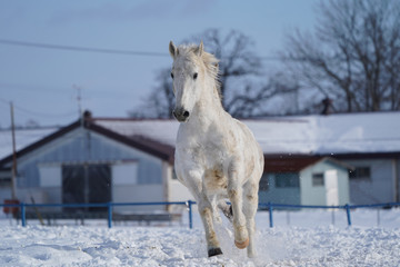 雪原を走る馬