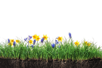 Green section of a grass with daffodils on a white background