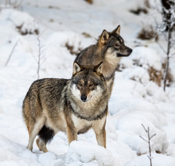 Two gray wolfs, Canis lupus, standing in snow