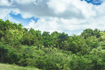 Beautiful vibrant background consisting of trees of the rain forest of Central America. Typical landscape of Dominican republic, Guatemala, Costa Rica.