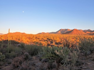 Saguaro National Park, Tucson, Arizona
