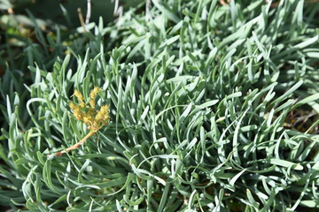 grass, green, plant, nature, texture, leaf, moss, flora, lawn, fresh, summer, spring, field, herb, closeup, natural, garden, meadow, macro, close-up, growth, food, season, organic, dew