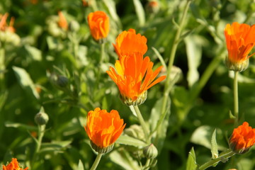 Fototapeta premium flower, orange, nature, red, green, spring, field, summer, flowers, poppy, garden, yellow, plant, marigold, blossom, poppies, bloom, flora, floral, meadow, petal, beauty, tulip, macro, color