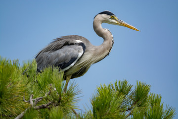 Grey heron (Ardea cinerea) long-legged predatory wading bird in national park Camargue, France