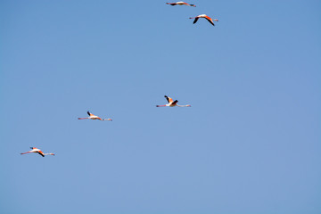 Flying pink flamingo bird in blue sky