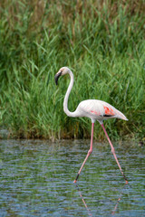 Group of big pink flamingo birds in national park Camargue, France