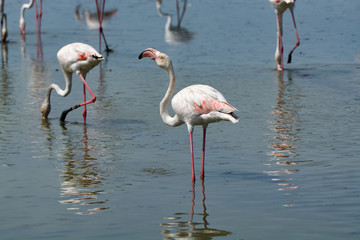 Group of big pink flamingo birds in national park Camargue, France