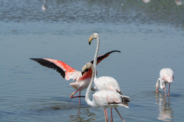 Fototapeta premium Group of big pink flamingo birds in national park Camargue, France