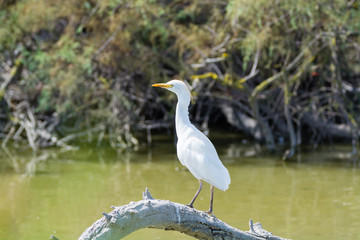 Wild birds Little egret in national park, Provence, France