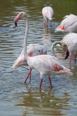 Wild birds big pink flamingo in national park, Provence, France