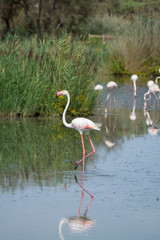 Wild birds big pink flamingo in national park, Provence, France