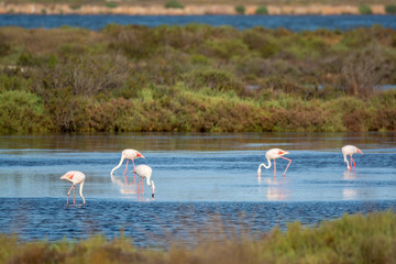 Fototapeta premium Wild birds big pink flamingo in national park, Provence, France