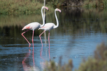 Wild birds big pink flamingo in national park, Provence, France