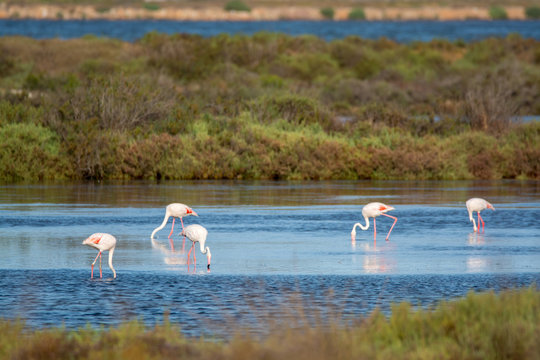 Fototapeta Wild birds big pink flamingo in national park, Provence, France