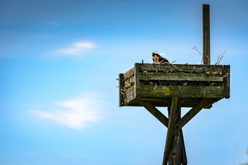 Coopers Hawk chick sitting alone in a nesting box