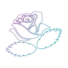 beautiful rose isolated icon vector illustration design