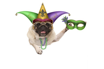 Mardi gras pug puppy dog with carnival harlequin hat and venetian mask hanging on blank banner, isolated on white background