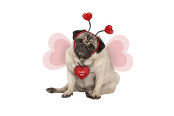 cute Valentine's day pug puppy dog, sitting down, wearing hearts diadem and heart shaped wings, isolated on white background