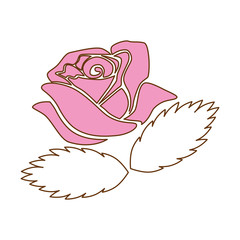beautiful rose isolated icon vector illustration design