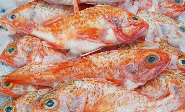 Image of Bigeye ocean perch on display at supermarket. Fresh whole bigeye ocean perch in selective focus with fish scale.