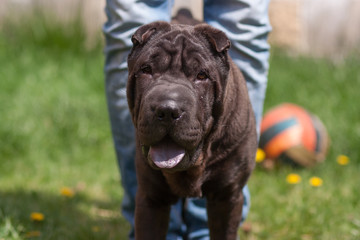 Shar Pei