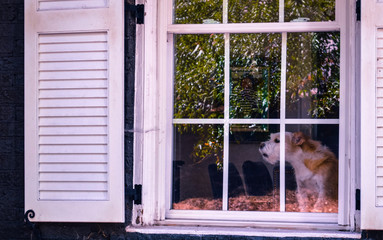 Dog barking at people walking on the sidewalk