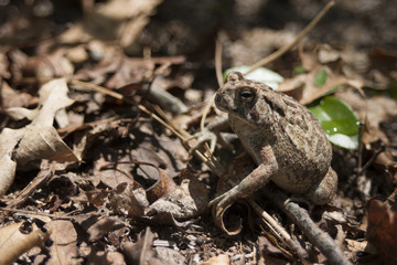 Frog On Brown Leaves