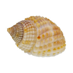 Sea shell on a white background