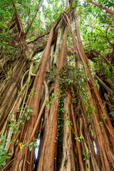 Tree with hanging roots in Reunion Island