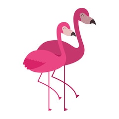 two pink flamingo bird exotic image vector illustration