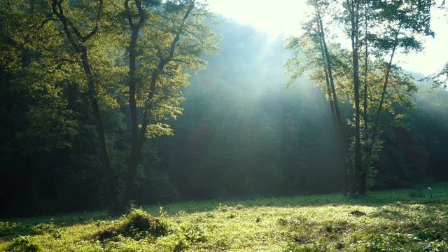 sunbeams through the forest trees branches at the sunrise time
