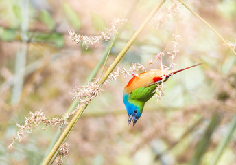 Pin-tailed Parrotfinch Erythrura prasina,Colorful birds so beautiful.