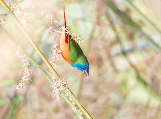 Pin-tailed Parrotfinch Erythrura prasina,Colorful birds so beautiful.