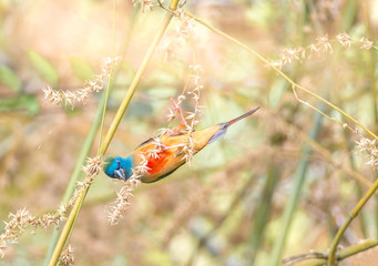 Fototapeta premium Pin-tailed Parrotfinch Erythrura prasina,Colorful birds so beautiful.