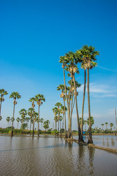 landscape of sugar palm tree in Thailand