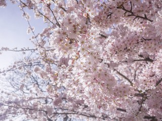 Close up of fresh pink cherry blossoms on branches against blue sky. Background texture of beautiful cherry tree in full bloom.