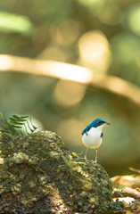 blue Bird Siberian Blue Robin ,Luscinia cyane,Ultramarine Flycatche