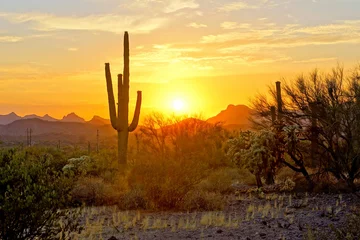 Wall murals Drought Sunset view of the Arizona desert with Saguaro cacti and mountains