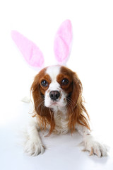 Easter bunny dog. Dog puppy with rabbit ears. Celebrate easter with cute cavalier king charles spaniel photo. Dog wearing rabbit costume