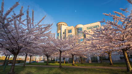 cherry blossoms with blue sky backgrounds in springtime