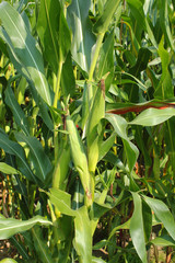 A thicket of corn stalks and leaves, view of corn cobs