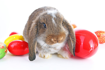 Easter bunny rabbit lop with eggs on isolated white background.