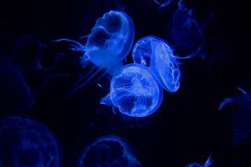 ユラユラと泳ぐクラゲの姿